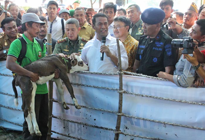 Selandia Baru Ekspor Sapi ke Indonesia, Dukung Swasembada Daging